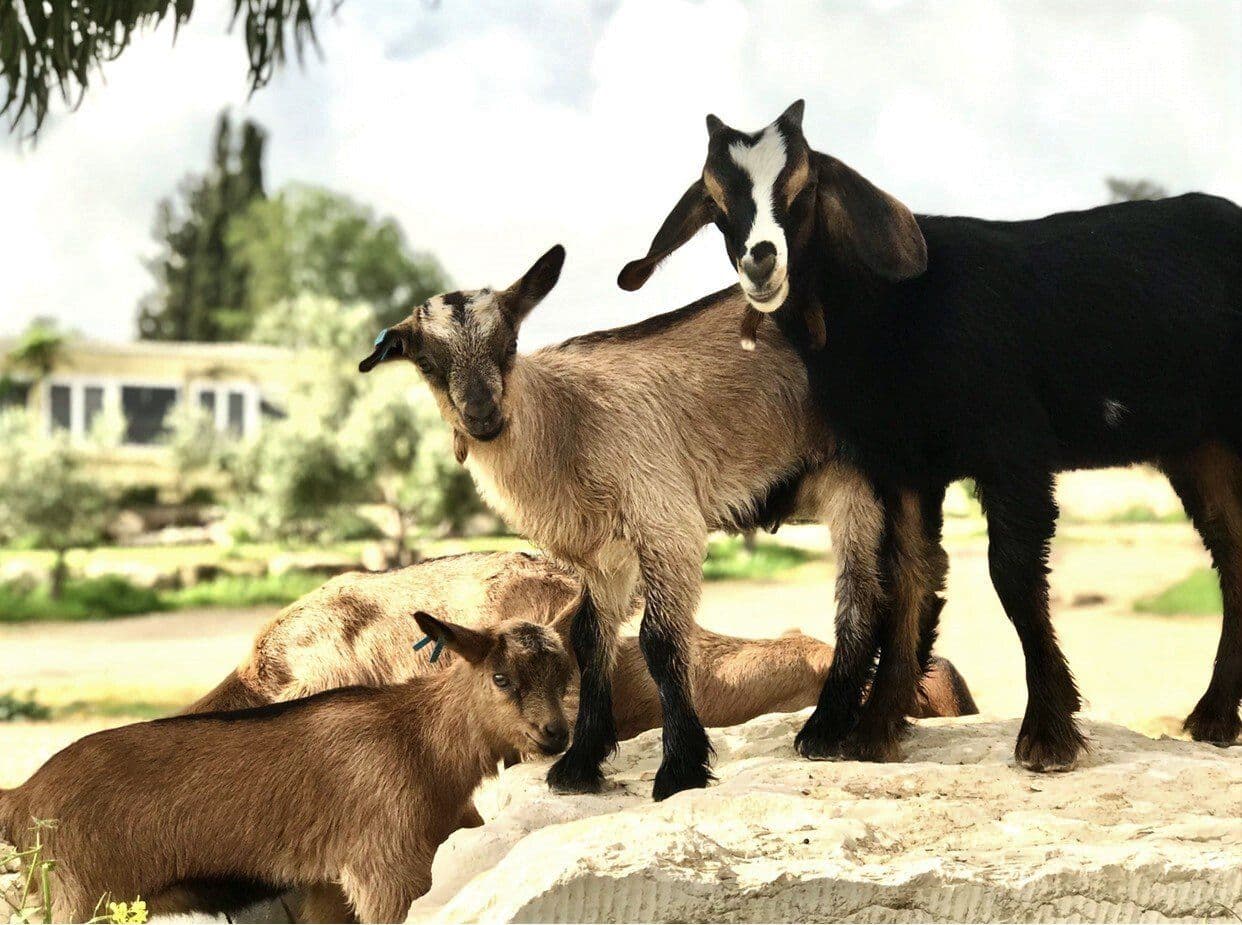 עיזה פזיזה - משק צבן