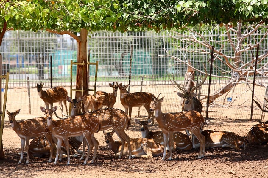 פינת החי — פארק מנחם בגין
