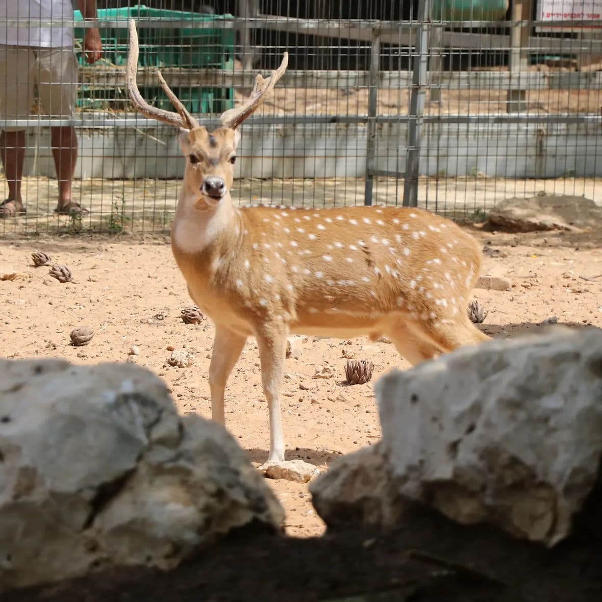 פארק ארץ הצבי
